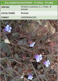 Image result for Torenia crustacea