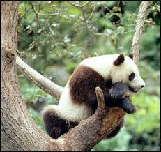 ghim của marisol perez tren 2 wolong nation nature reserve giant pandas gấu truc gấu