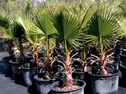 They are an excellent choice because of their versatility and hardiness. Washingtonia Nicanora Care Of Plants Photo And Instructions