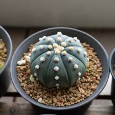 Image result for Thesium asterias