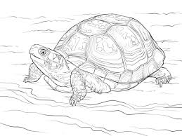 This sea turtle coloring page features a sea turtle swimming through the ocean and will engage kindergarteners in some coloring fun! Parentune Free Printable Turtles Coloring Pages Turtles Coloring Pictures For Preschoolers Kids