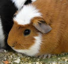 Rcc rex rvcc teddy acc abyssinian. Image Cavia Aperea F Porcellus English Crested Crested Guinea Pig Biolib Cz