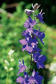 Pin On Wildflowers