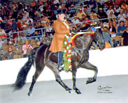 Their bloodlines were influenced by the plantation economy and needs in. Tennessee Walking Horse Expert Advice On Horse Care And Horse Riding