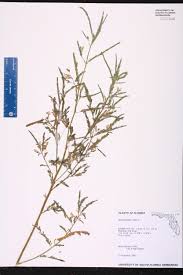 Image result for Aeschynomene sp. B