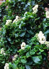 Curly Leaf Ligustrum Landscaping Plants Landscape Projects Plants