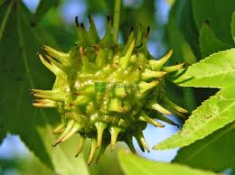 Check spelling or type a new query. Ù…ÙŠØ¹Ø© Ø³Ø§Ø¦Ù„Ø© Ø£Ù…ÙŠØ±ÙƒÙŠØ© Liquidambar Styraciflua Pyramidale Altingiaceae Sms Marmara Group