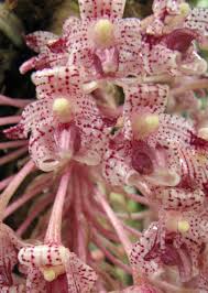 Image result for Bulbophyllum burttii