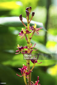 Image result for Liparis nervosa