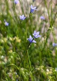 Image result for Wahlenbergia capitata