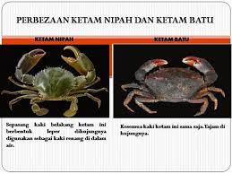 Animals whose meat is haram: Is Crab Halal Or Haram How To Judge Whether An Animal Is Halal Or Haram According To Islam Quora Many Of My Friends Said That Gold Trading Is Haram In Islam