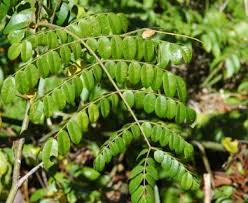 Image result for Guilandina bonduc