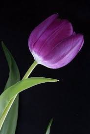 Pin By Vania Ivanova On Tyulpany Purple Tulips Tulips Flowers Tulips