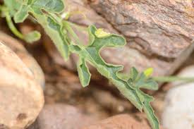 Image result for Cucumis prophetarum