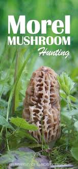 While prices vary from store to store or region to region, the fresh ones can cost multiple times more than the other cultivated mushrooms they sit next to on the shelves. 65 Best Morel Mushroom Season Ideas Morel Mushroom Morels Stuffed Mushrooms