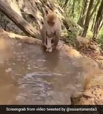 Des lapins envahissent une résidence. Hilarious Video Shows Mama Monkey Struggling To Give Baby A Bath