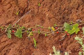 Image result for Zehneria scabra