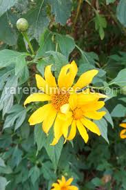 Image result for Tithonia diversifolia