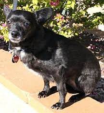 Find an adoptable pet near you. Pictures Of Dax A Chihuahua Mix For Adoption In Gilbert Az Who Needs A Loving Home Pets Pet Adoption Chihuahua Mix