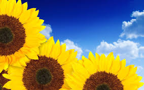 79 top yellow sunflower wallpapers , carefully selected images for you that start with y letter. Pure Yellow Sunflowers Wallpapers Hd Backgrounds