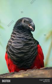 The pesquet's parrot, psittrichas fulgidus, also known as the vulturine parrot (leading to easy confusion with pyrilia vulturina from brazil), is the only member of its genus, and its genus is the only. Pesquet S Parrot Image Photo Free Trial Bigstock