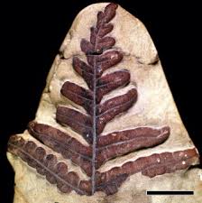 Image result for Mohria vestita