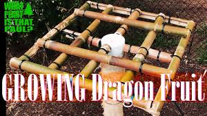 Just like any other fruit plants, the dragon fruit plants require nutrients of nitrogen, phosphorus, and potassium. How To Make A Dragon Fruit Support Trellis And What You Need To Build It Youtube