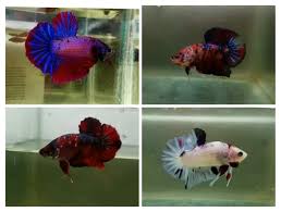 Ikan cupang merupakan salah satu jenis ikan hias yang hidup di air tawar, di mana ikan ini sendiri terkenal akan kecantikan warnanya dan ekor yang mempunyai kesan seperti kipas. Jenis Jenis Ikan Cupang Tell Dont Sell