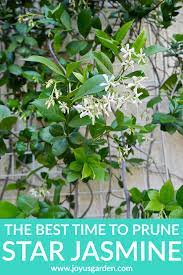 The Best Time To Prune Star Jasmine Confederate Jasmine Star Jasmine Jasmine Plant