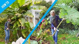 For winter protection, it only takes a few steps in the garden at home, which are quickly the banana tree gets a winterproof packaging. How To Protect Banana And Gunnera Plants In Winter Youtube