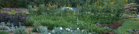 Strictly Medicinal Seeds Organic Growers Of Medicinal Herb Seeds Medicinal Herb Plants Organic Vegetable Seeds And Organic Garden Seeds