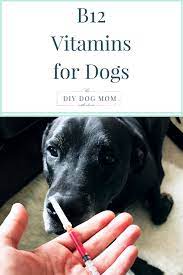 How much b12 can a dog take? Vitamin B12 Injections For Dogs Holistic Pet Wellness