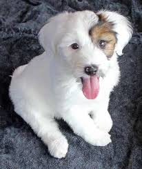 The tibetan terrier (who is not really a terrier) is called the luck bringer in his homeland of tibet. Tibetan Terrier Puppy Heavenly Puppies