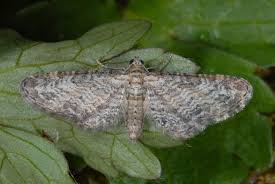 Image result for Eupithecia subumbrata