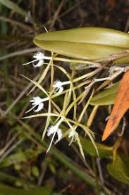 Image result for Teramnus micans