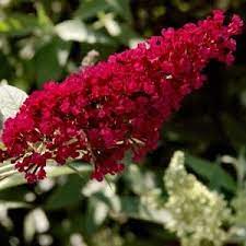 National Plant Network 2 5 Qt Spirea Reeves Flowering Shrub With White Blooms Hd7167 The Home Depot In 2020 Flowering Shrubs Red Perennials Magenta Flowers