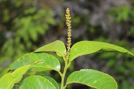 Image result for Achyropsis