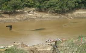 Mimpi melihat ular besar seperti naga. Inilah Foto Naga Ular Raksasa Di Sungai Mahakam Kaltim Bukan Omong Kosong
