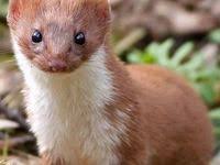 Pin On Stoats And Mink And Others