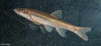 Image result for Dissotis littorale