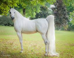 Beauty Horses Beautiful Arabian Horses Most Beautiful Horses
