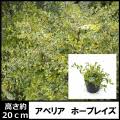植木組合 本店 エクステリア