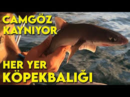 Giant Shark Seeds Around Marmara Sea Youtube