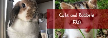 They can become good friends, though. Cats And Rabbits Do Cats And Rabbits Get Along Together Rabbit Scout