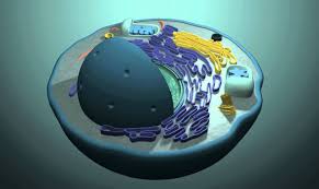 Maybe you would like to learn more about one of these? 3d Cell Culture Market Safety And Benefits Overview An Emerging Concept By Coherent Market Insights Ksu The Sentinel Newspaper