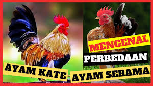 We did not find results for: Tips Memelihara Anak Ayam Kate Agar Memiliki Stamina Bagus