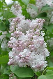 Pin On Lilacs