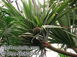 Image result for Pandanus utilis