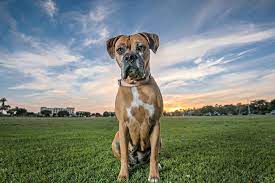 Check spelling or type a new query. San Diego Boxer Rescue Home Facebook