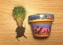 San pedro cactus is the only cactus i know that will turn yellow from too much sun plant it in the shade with 2 hours of early morning sun. Please Help Cactus Turning Yellow Helpfulgardener Com